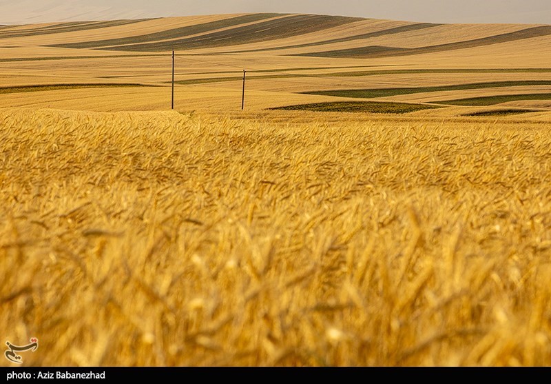 وقتی ۵ بحران نان لرستان را تهدید می‌کند؛ راز خشکسالی و گرانی در سفره‌ها!