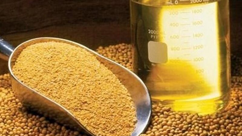 پیش بینی تولید 400 هزار تن دانه‌های روغنی