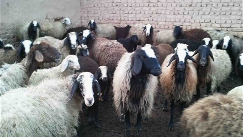 مسموم‌سازی گسترده دام‌ها در روستای بندپی؛ واکنش فوری دستگاه قضایی مازندران