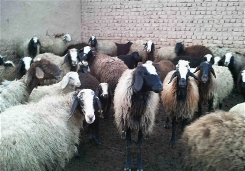 مسموم‌سازی گسترده دام‌ها در روستای بندپی؛ واکنش فوری دستگاه قضایی مازندران