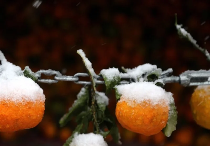 هواشناسی ایران 19 آذر؛ سامانه بارشی گسترده در 24 استان کشور فعال شد