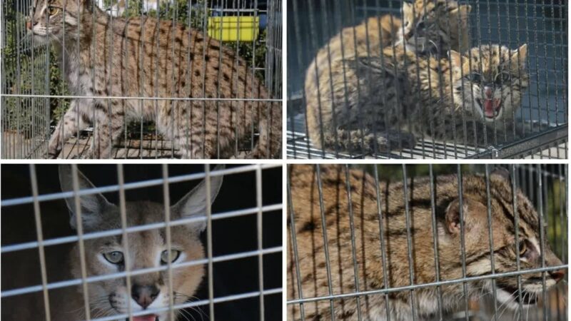 توقیف بی‌سابقه ۳۰ هزار حیوان زنده در ۱۳۴ کشور؛ رکوردشکنی تاریخ مبارزه با قاچاق حیات‌وحش!