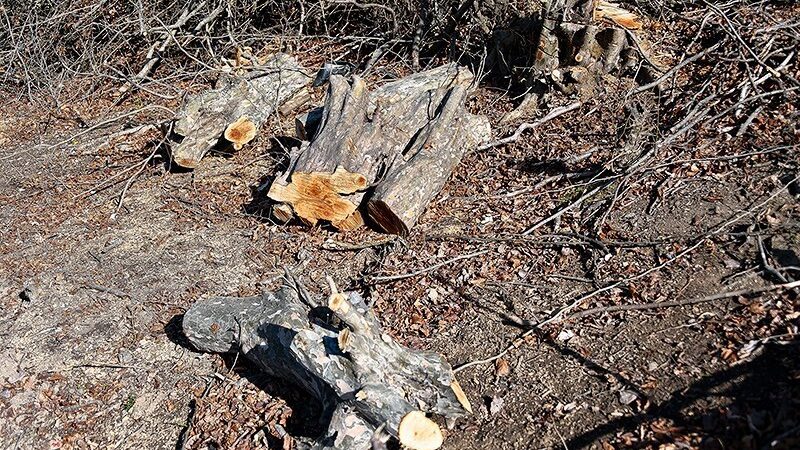 کشف راز پاک‌تراشی جنگل‌های 100 ساله هیرکانی؛ دستور قطع درختان از کجا آمد؟