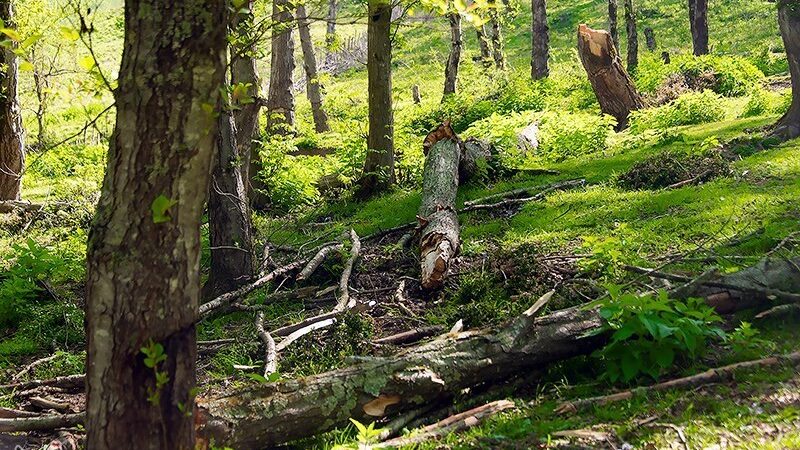 هیرکانی در معرض نابودی؛ قاچاق و ویلاسازی چگونه جنگل‌های ایران را تهدید می‌کند؟