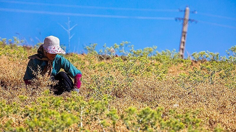 گلستان چگونه با کشت نخود، آینده کشاورزی خود را نجات می‌دهد؟