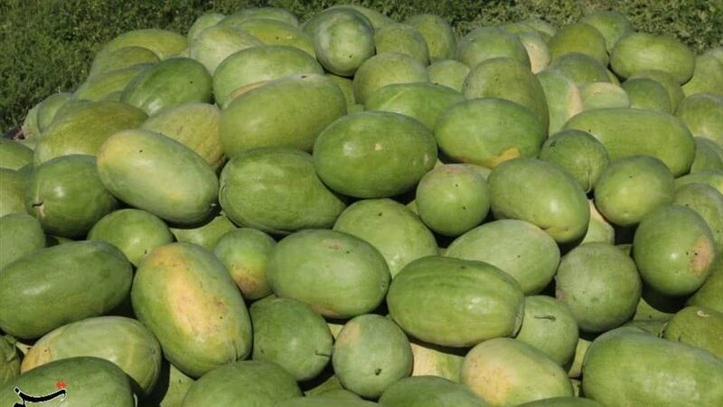 برداشت هندوانه پاییزه در میناب؛ یلدای متفاوت با طعمی تازه و خارج از فصل!