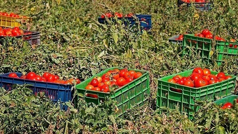 استان بوشهر چگونه صادرات گوجه فرنگی را در فصل سرما متحول می‌کند؟