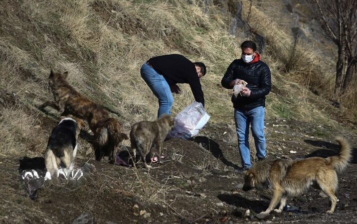 بحران سگ‌های رهاشده در بندر لنگه و بندر کنگ؛ تهدیدی جدی برای سلامت و امنیت شهری