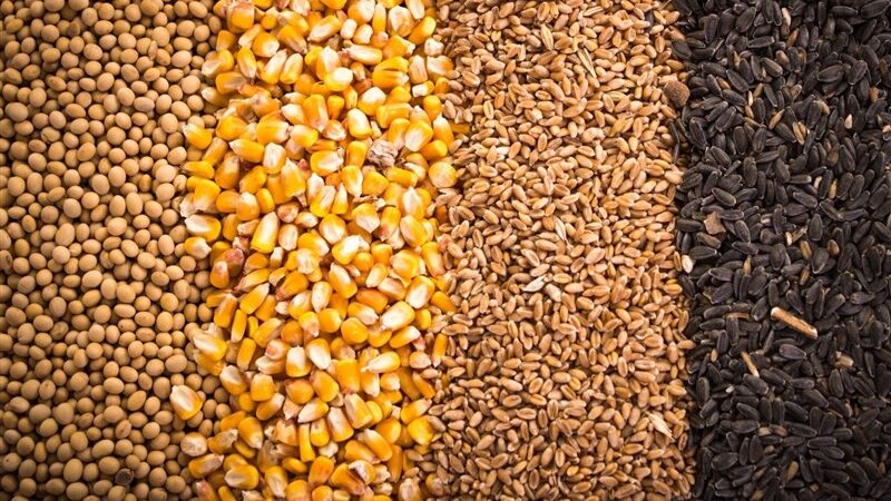 آغاز عملیات بزرگ تخلیه ۵۰ کشتی نهاده دامی؛ تحولی مهم در تامین بازار کشور