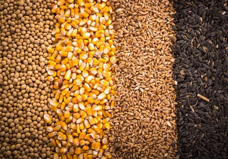 آغاز عملیات بزرگ تخلیه ۵۰ کشتی نهاده دامی؛ تحولی مهم در تامین بازار کشور