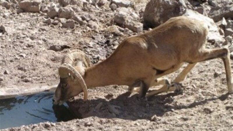 افزایش تماس دام و حیات‌وحش؛ تهدید پنهان انتقال بیماری‌ها که باید جدی گرفت