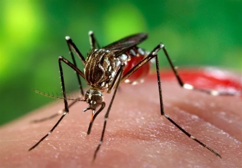 شمار مبتلایان تب دنگی به 1107 نفر رسید؛ پشه آئدس در 11 استان دیده شد!