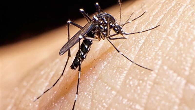 شمار مبتلایان تب دنگی در هرمزگان به ۲۵۶ نفر رسید؛ نگرانی از شیوع گسترده در بندرعباس