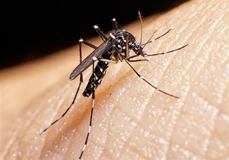 فرماندار طارم به شایعه ابتلا به تب دنگی پایان داد؛ خبری از بیمار نیست!