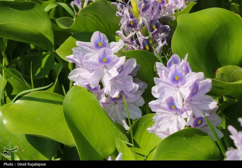 تاخت‌وتاز بی‌رحمانه «شیطان بنفش» در تالاب‌های شمال؛ آیا سنبل آبی اکوسیستم را تهدید می‌کند؟