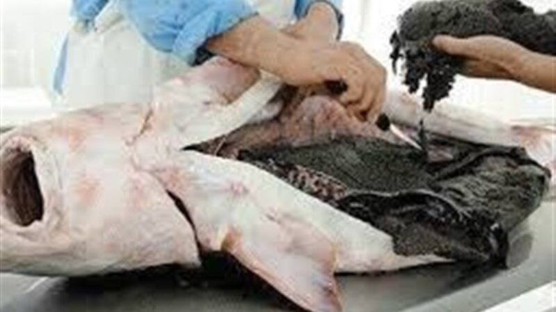 خاویار ایران چگونه به طلای سیاه بازار سیاه تبدیل شد؟ فروش نجومی اوزون برون در سکوت!