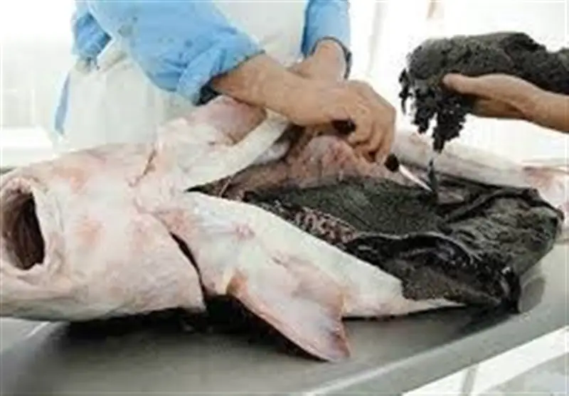 خاویار ایران چگونه به طلای سیاه بازار سیاه تبدیل شد؟ فروش نجومی اوزون برون در سکوت!