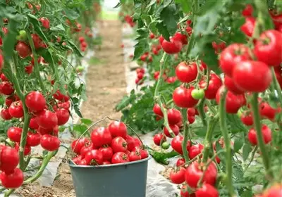 صادرات ۱۸۰ هزار تن محصول گلخانه‌ای هرمزگان؛ رکوردی که جایگاه چهارم کشور را تثبیت کرد!