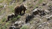 شکار لحظه‌های نادر از خرس قهوه‌ای مادر و دو توله‌اش در دل دنا + فیلم اختصاصی