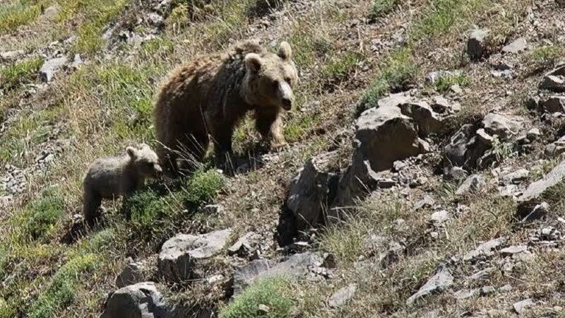 شکار لحظه‌های نادر از خرس قهوه‌ای مادر و دو توله‌اش در دل دنا + فیلم اختصاصی