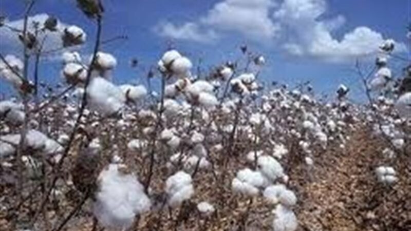 چرا پنبه گلستان دوباره نفس می‌کشد؟ راز بازگشت طلای سفید از مزارع تا لباس‌ها