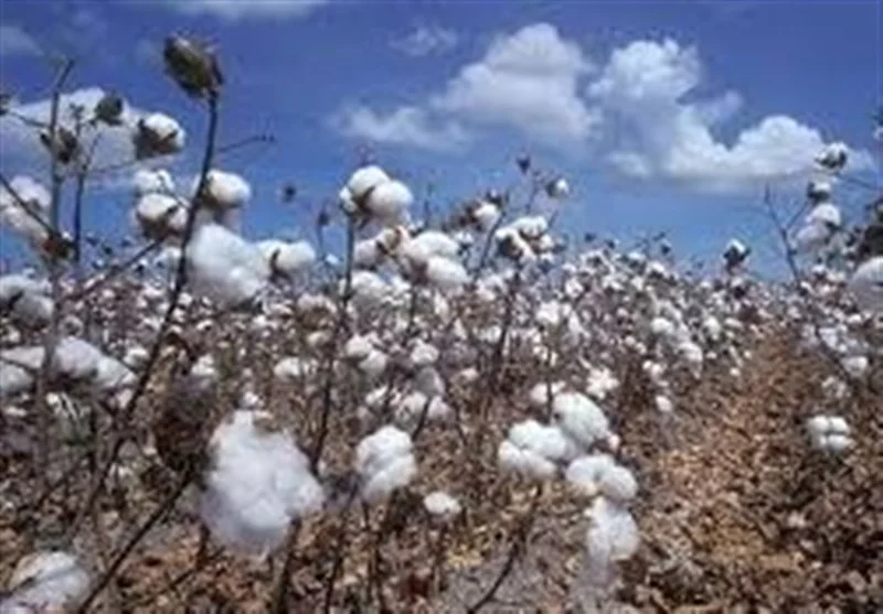 چرا پنبه گلستان دوباره نفس می‌کشد؟ راز بازگشت طلای سفید از مزارع تا لباس‌ها