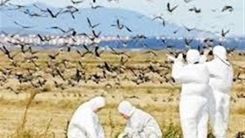 چرا اردبیل هنوز سفید مانده؟ بررسی تازه‌ترین وضعیت آنفلوانزای فوق حاد پرندگان در استان