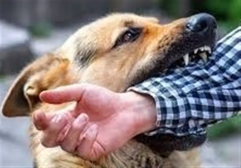 حمله ناگهانی سگ ولگرد به دانشجوی دختر در دانشگاه تبریز؛ درمان در جریان است