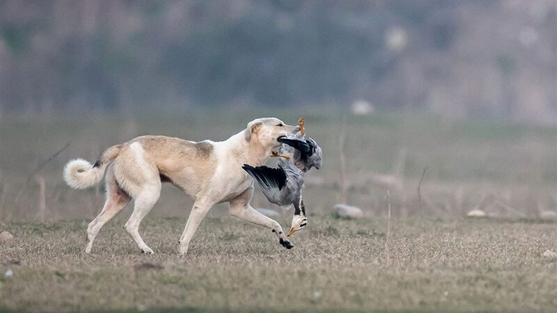 افزایش نگران‌کننده ۲۰ درصدی گازگرفتگی توسط سگ‌های ولگرد در کهگیلویه و بویراحمد
