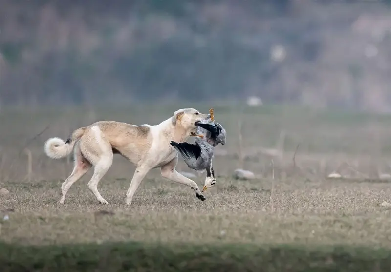 افزایش نگران‌کننده ۲۰ درصدی گازگرفتگی توسط سگ‌های ولگرد در کهگیلویه و بویراحمد