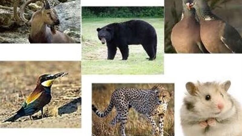 سرشماری بی‌سابقه قوچ، میش و کل و بز وحشی در شمال ایران با مشارکت دانشگاهی و محلی