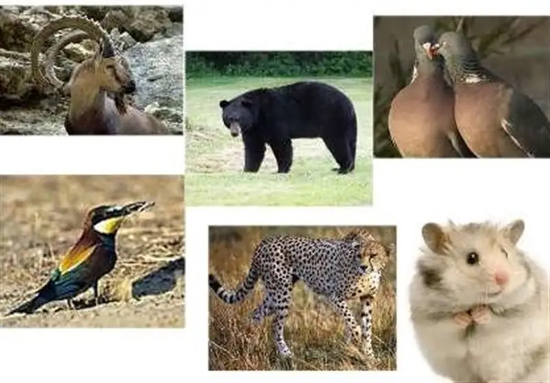 سرشماری بی‌سابقه قوچ، میش و کل و بز وحشی در شمال ایران با مشارکت دانشگاهی و محلی