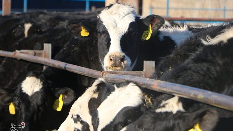 بحران نگران‌کننده در قطب تأمین ۱۰ درصد شیر تهران؛ تولید در آستانه توقف!