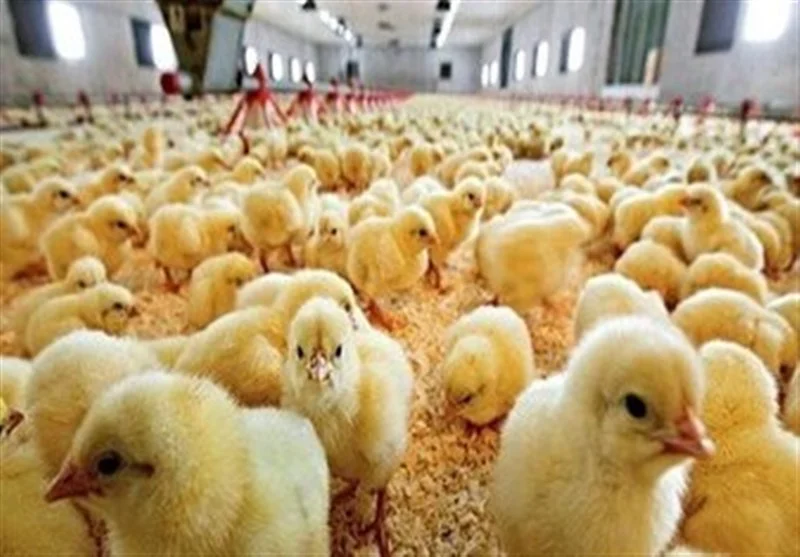 افزایش ۱۰ درصدی جوجه‌ریزی در مرغداری‌های تایباد؛ رکوردی تازه در تولید مرغ