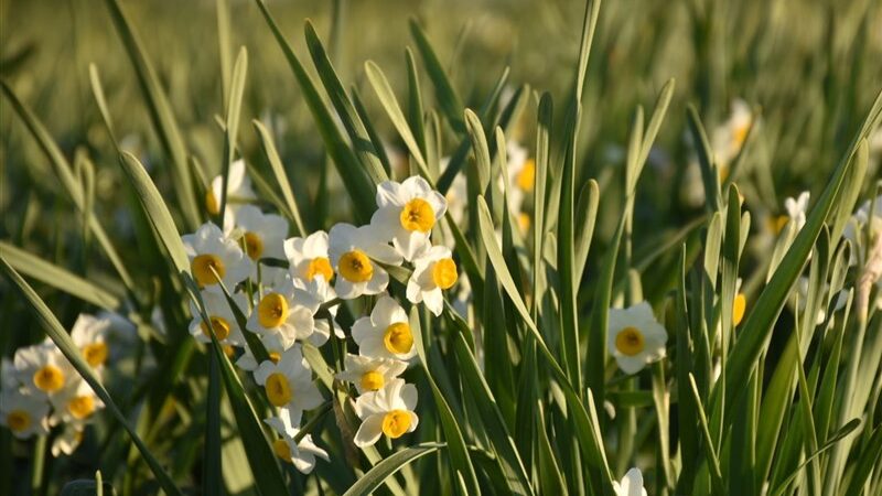 جشنواره گل نرگس خفر؛ نمایش شکوه طبیعت و هنر صنایع‌دستی در بوستان غدیر