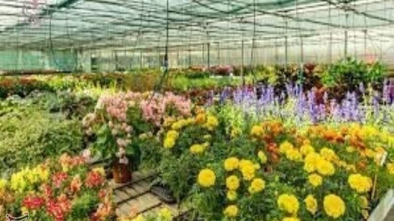 تحول شگفت‌انگیز کشاورزی در عباس‌آباد؛ هر خانواده یک گلخانه با حمایت بنیاد برکت!