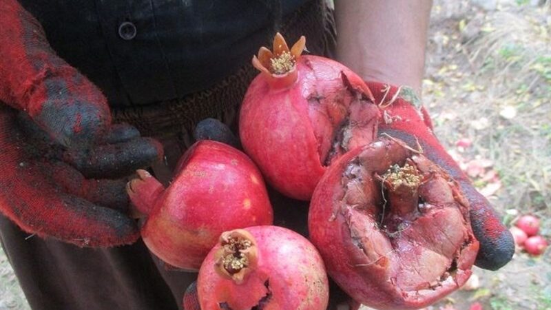 چرا کشاورزان بادرود قید حرفه خود را زدند؟ بحران خشکسالی و کمبود آب همه چیز را تغییر داد!