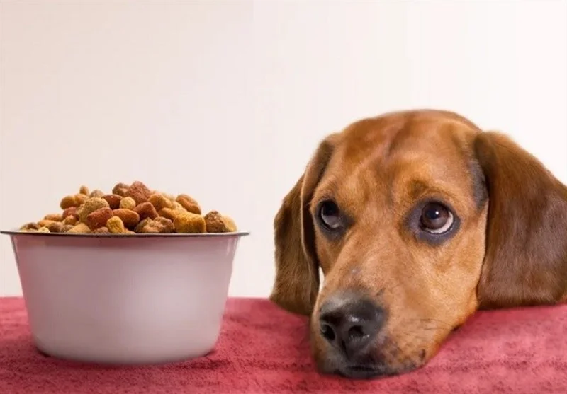 کشف محموله 100 میلیاردی خوراک حیوانات خانگی قاچاق در کردستان؛ پرونده‌ای که پلیس را به تکاپو انداخت