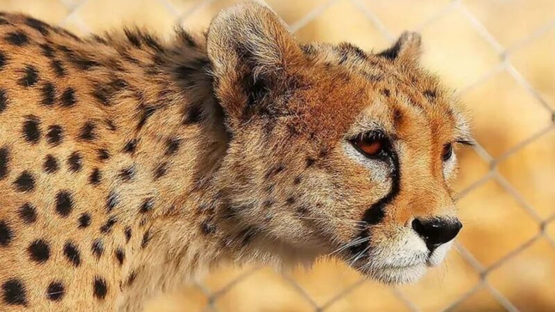 شکار لحظه‌ای حضور 6 یوزپلنگ ایرانی در پناهگاه میاندشت؛ هلیا باز هم دیده شد!