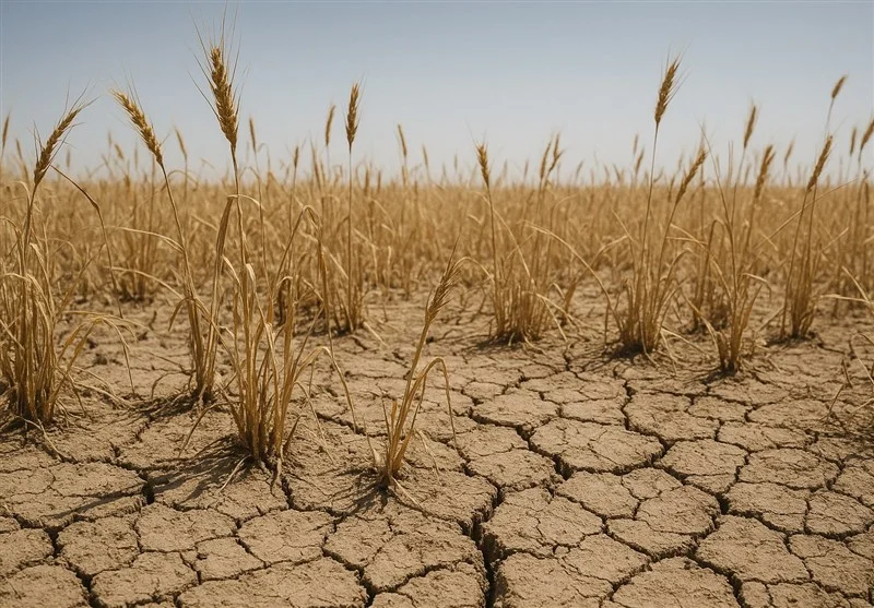 فکر نان سال آینده باشید/در شرایط خشکسالی خبری از اجرای طرح کشت فراسرزمینی نیست - وب‌گردی