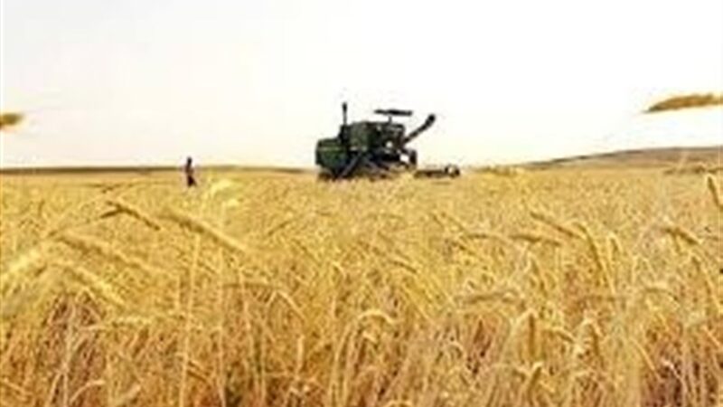 آزمایش 11 رقم گندم در مزارع مشارکتی سمنان؛ راهکاری نوین برای مقابله با خشکسالی!