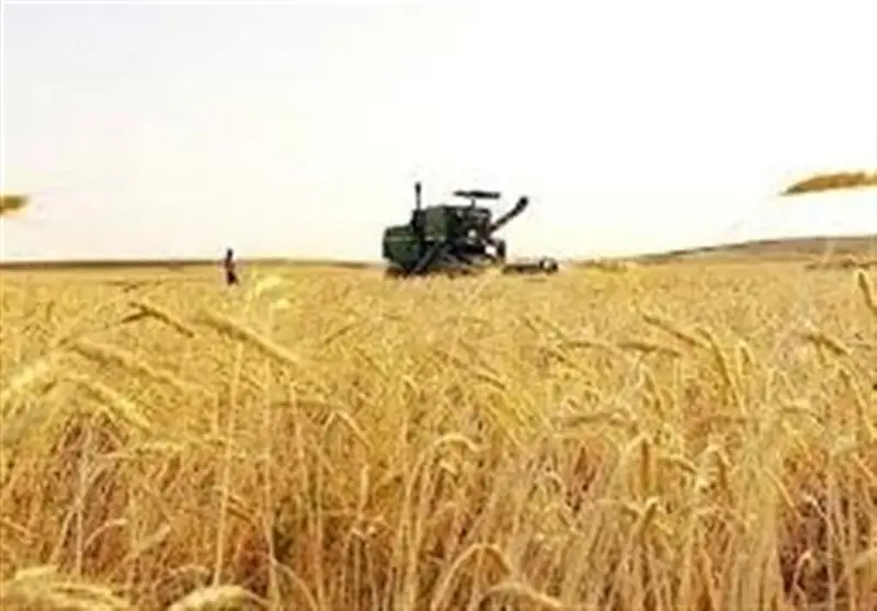 آزمایش 11 رقم گندم در مزارع مشارکتی سمنان؛ راهکاری نوین برای مقابله با خشکسالی!