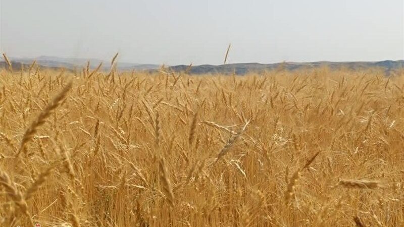 موفقیت گندم‌کاران کردستانی در تولید گندم دیم+تصویر