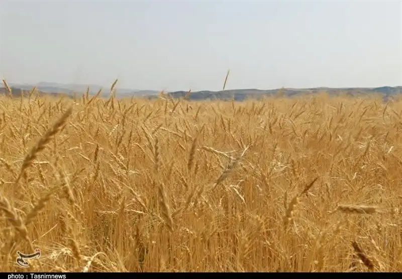 موفقیت گندم‌کاران کردستانی در تولید گندم دیم+تصویر