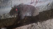 چرا خرس‌های قهوه‌ای به روستاهای کرمانشاه نزدیک‌تر شده‌اند؟ هشدار محیط‌زیست درباره تغییر رفتار حیات‌وحش