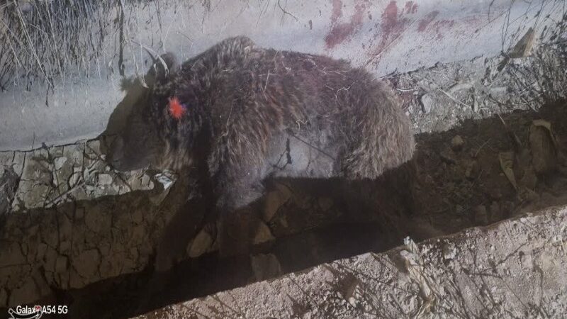 چرا خرس‌های قهوه‌ای به روستاهای کرمانشاه نزدیک‌تر شده‌اند؟ هشدار محیط‌زیست درباره تغییر رفتار حیات‌وحش