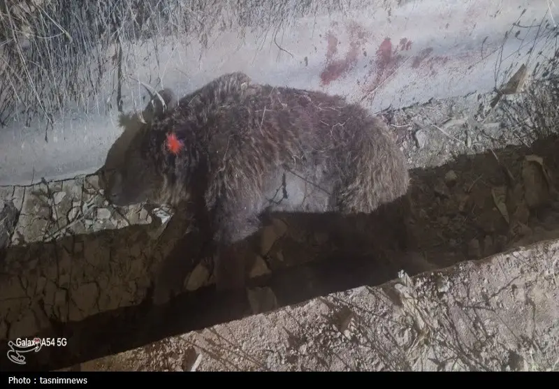 چرا خرس‌های قهوه‌ای به روستاهای کرمانشاه نزدیک‌تر شده‌اند؟ هشدار محیط‌زیست درباره تغییر رفتار حیات‌وحش