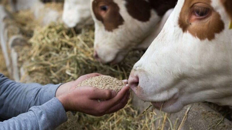 سهمیه خوراک دام زهک ناگهان افزایش یافت؛ توزیع سیلاژ یارانه‌ای آغاز شد!