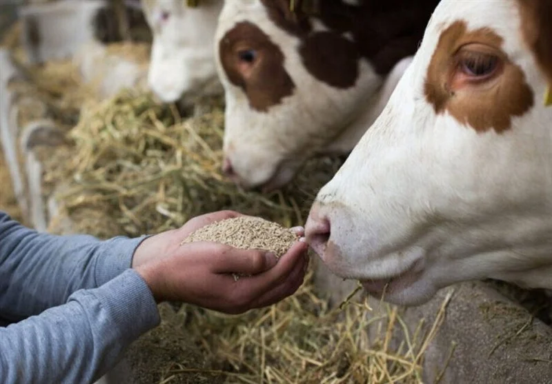 سهمیه خوراک دام زهک ناگهان افزایش یافت؛ توزیع سیلاژ یارانه‌ای آغاز شد!