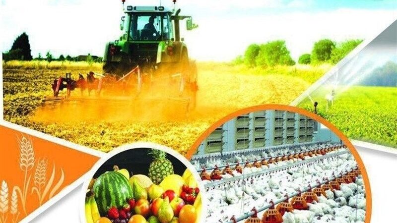 چرا امنیت غذایی ایران با کشت فراسرزمینی گندم به مرحله‌ای حیاتی رسید؟